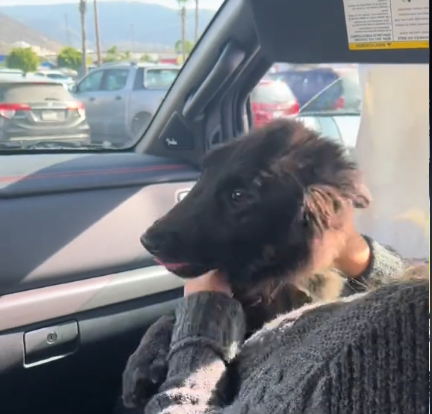 Dog Dumped on Highway Now Living Best Life With New, Loving FamilyÂ