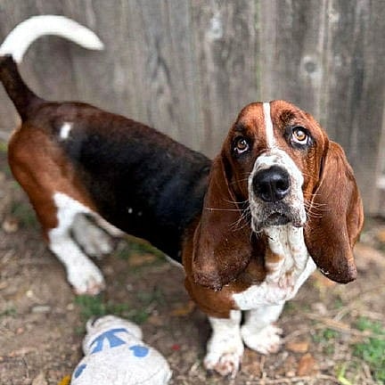 WESLEY - Basset Hound