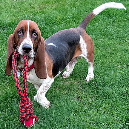 WESLEY - Basset Hound