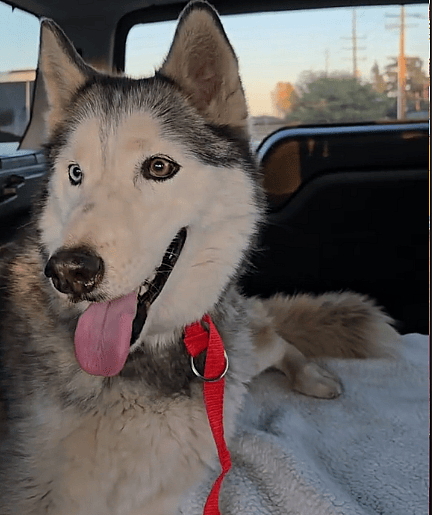 Depressed Senior Husky Who’d Cry Endlessly in Her Kennel Finally Lands Dream Home