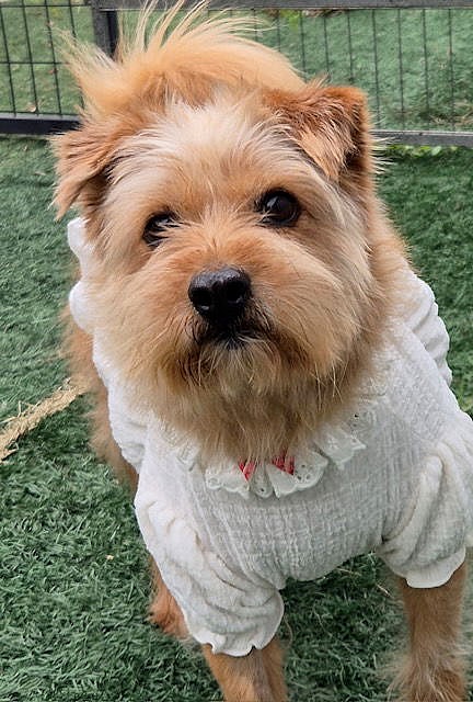 CHAEAH - Cairn Terrier