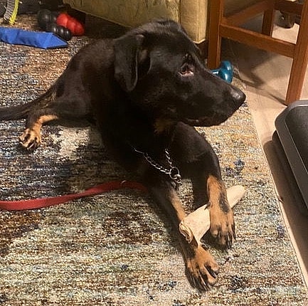Meet Kim ( aka Kimmy)   A Sweet, Energetic Pup Looking for Her Forever Home
