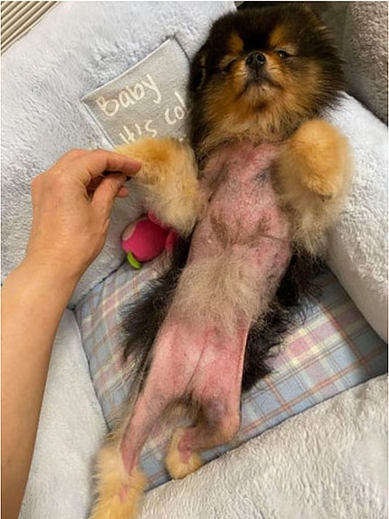 Pomeranian Alopecia
