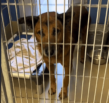 Lonely Hospice Dog Desperately Howling for a Forever Home Will Leave in Tears 