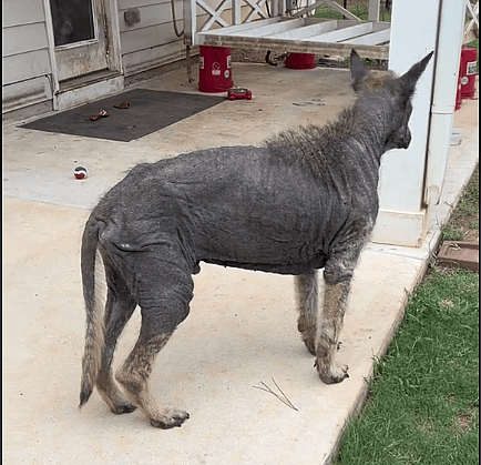 Happy Tears as Severely Abused German Shepherd Experiences Love for the First Time
