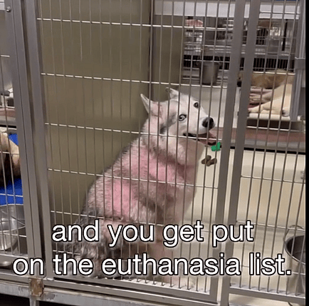 Senior Husky Dumped at Shelter By Family for ‘Having Allergies’ Ready to Love Again