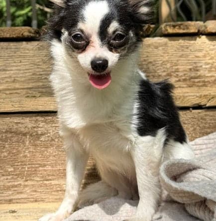 Sarah - Chihuahua