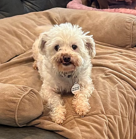 Dolly - Poodle (Miniature)