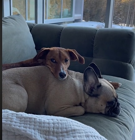 Malnourished Stray Puppy Showed Up at Woman’s Door, What Happened Next Will Make You Teary 