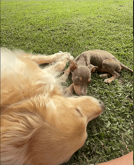 Foster Puppy’s Friendship With Adopted Dog is the Sweetest Thing You’ll See All Day