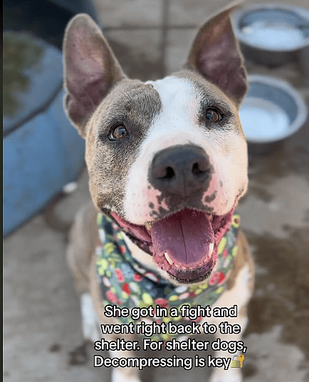 Heartbreak After Adopted Pit Bull Returned to Shelter After One Hour 