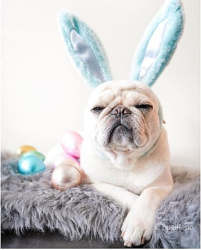 Po the Rare & Controversial  white pug