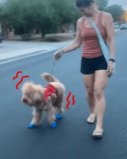 Josh - Special Needs Dogs