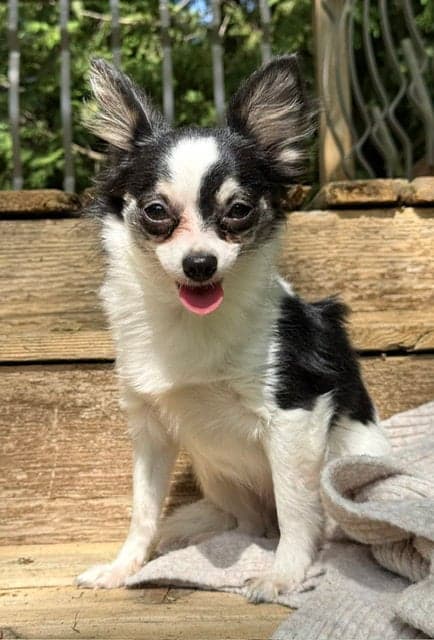 Sarah - Chihuahua