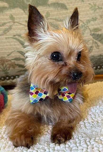 A Beauregard (Beau) - Yorkshire Terrier Yorkie