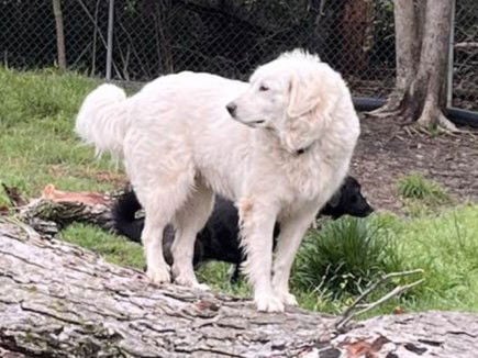 Rosemary - Great Pyrenees