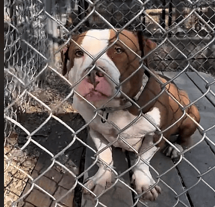 Meet Shelter Staffy Mix With Millions of Social Media Views But Zero Adoption Applications