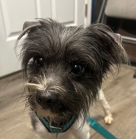 Jack Sparrow - Pomeranian