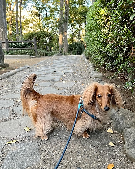 Taco the Long-Haired Dachshund