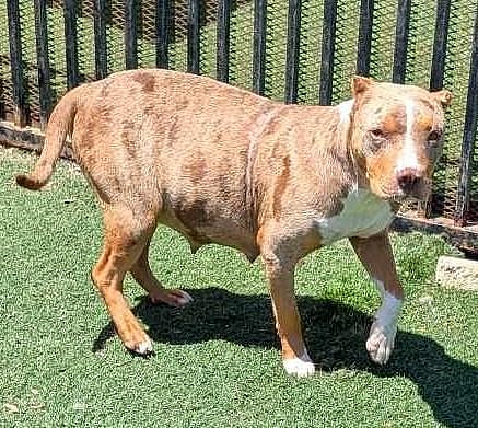 Rosie - In Foster - Pit Bull Terrier