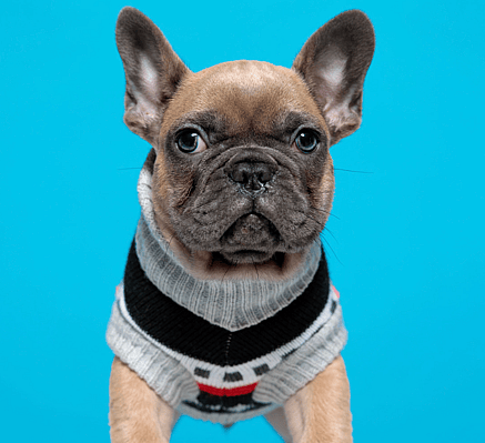 Frenchie wearing a cloth