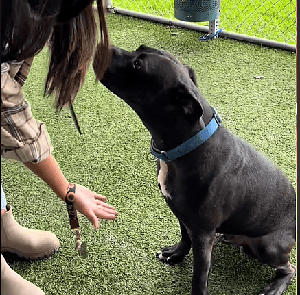 Sweetest Terrier Mix Wonders Why No One Wants Him As He Almost Clocks 2 Years at Shelter