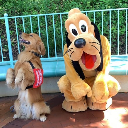 This Service Dog Loves Pluto