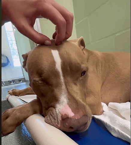 Pit Bull Surrendered to Shelter After Divorce Struggling to Cope, Needs a Forever Home