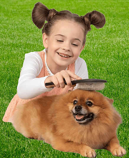 brushing a pomeranian outside - Are Pomeranians Hypoallergenic