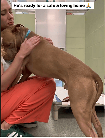 Pit Bull Surrendered to Shelter After Divorce Struggling to Cope, Needs a Forever Home