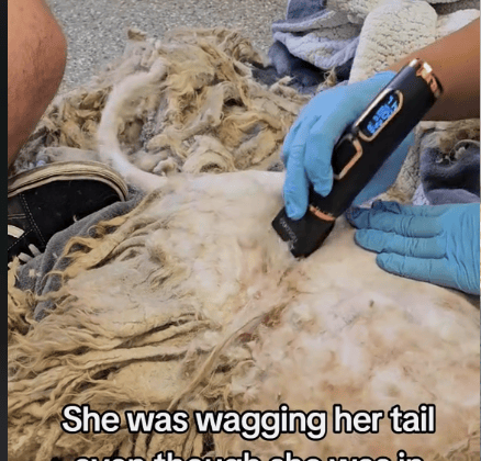 Watch Poodle's Joyful Reaction as Heavily Matted, Dreadlocked Fur is Cut Off After Life of Neglect