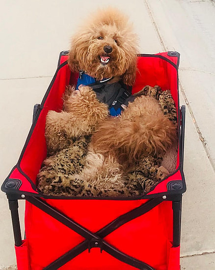 Josh - Special Needs Dogs