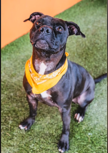 Sweetest Terrier Mix Wonders Why No One Wants Him As He Almost Clocks 2 Years at Shelter