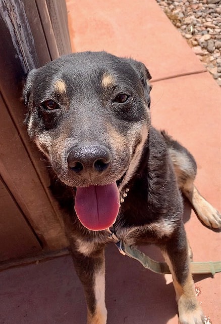 Rocket the Rainbow WIzard