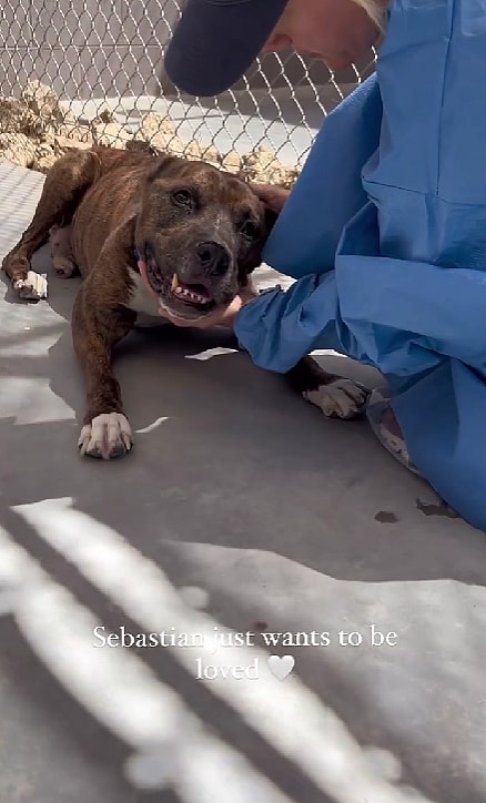 Pitbull Fought Back Against a Deadly Disease Called Valley Fever in Dogs