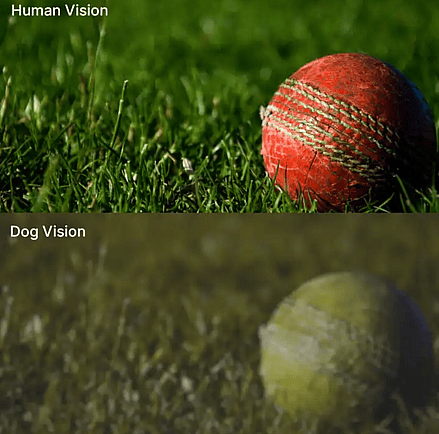 Dog vs human vision of the same ball on the ground