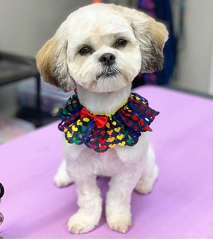 The Shaved Shih Tzu: puppy Cut