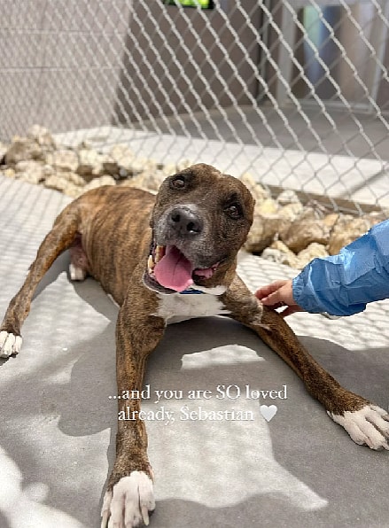 Pitbull Fought Back Against a Deadly Disease Called Valley Fever in Dogs