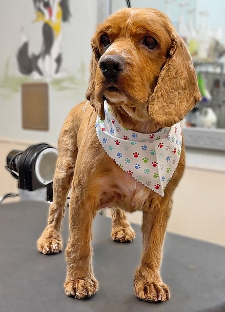 sitting with dogs - Teddy the Cocker Spaniel