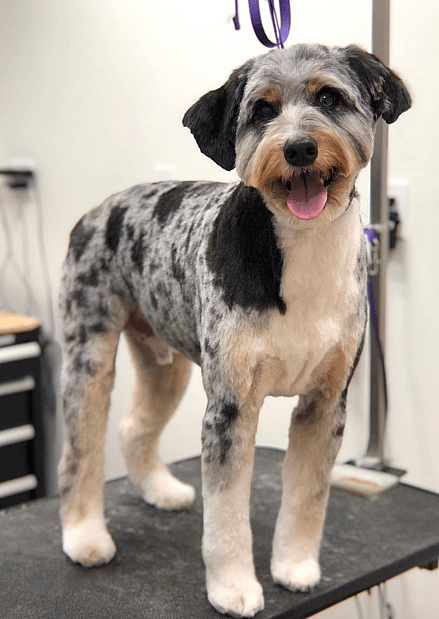 Aussiedoodle grooming