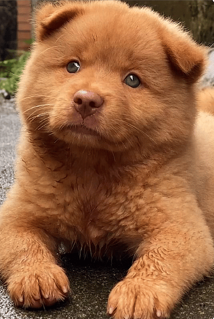 Red Cantonese Bear Dog