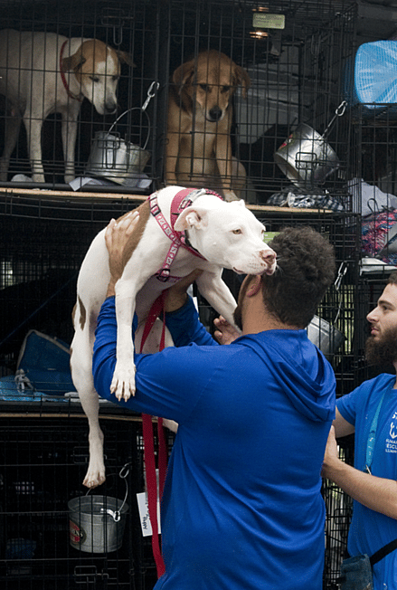 stray dogs - transfer