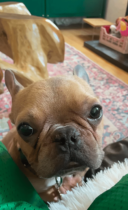 This Dog Couldn’t Breathe or Eat—Until One Breakthrough Transformed His Life