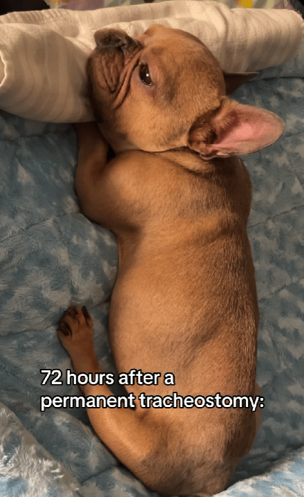 This Dog Couldn’t Breathe or Eat—Until One Breakthrough Transformed His Life
