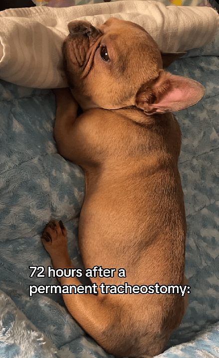 This Dog Couldn’t Breathe or Eat—Until One Breakthrough Transformed His Life