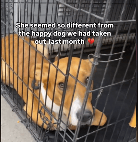 Puppy Returned to Shelter 3 Times —Why Can't This Sweet Dog Find a Lasting Forever Home?