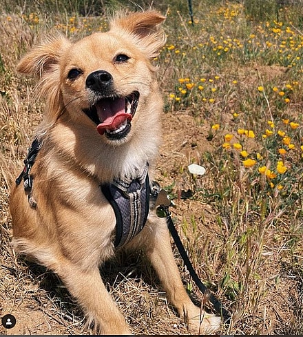 Olive is a Golden Chi who lives in Irvine, CA with her dad Nico.