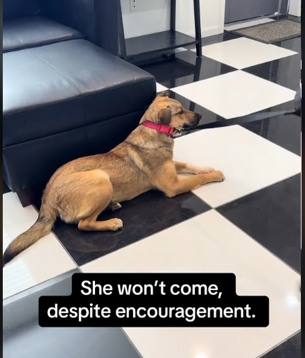 Heartbroken Rescue Pup Freezes in Fear as She’s Returned to the Shelter