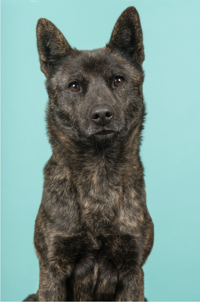 Dog Breeds RARELY Seen Outside Their Native Countries: Kai Ken (Japan) 