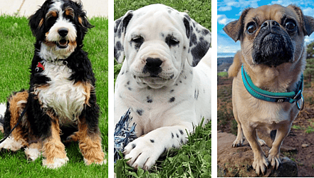designer dog breeds